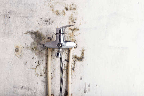 Best Health and Safety Mold Remediation in Thunder Mountain, NM