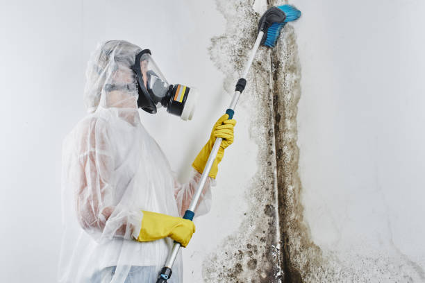 Best Mold Remediation for Specific Building Types in Thunder Mountain, NM
