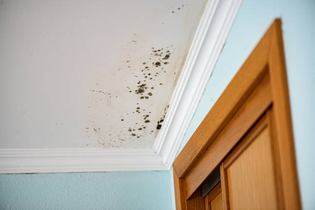 Best DIY Mold Remediation Support Services in Thunder Mountain, NM