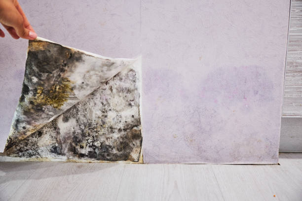 Best Commercial Mold Remediation in Thunder Mountain, NM
